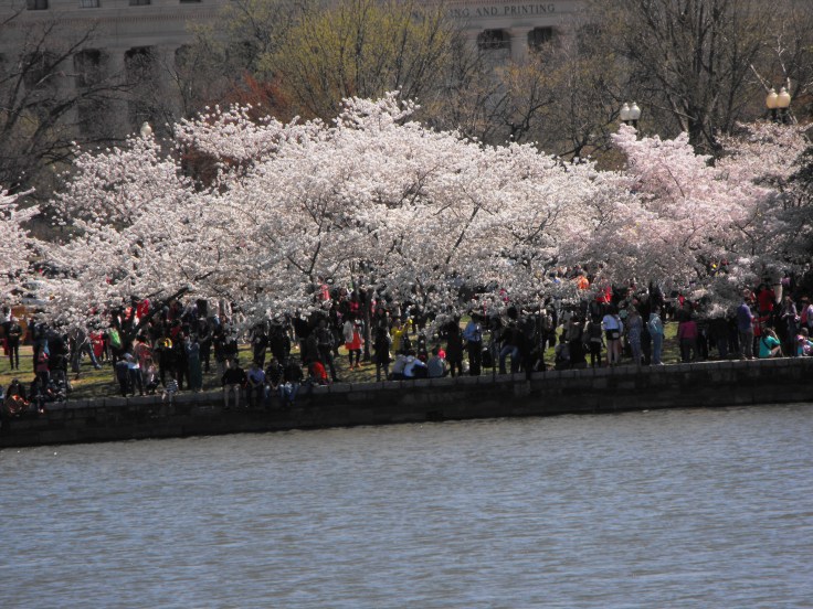 Truly stunning, thousands of blossoms