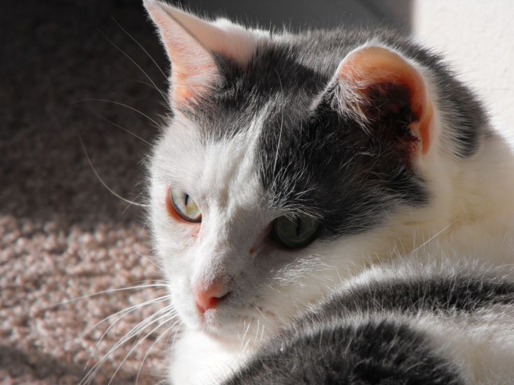 Miss Jenny