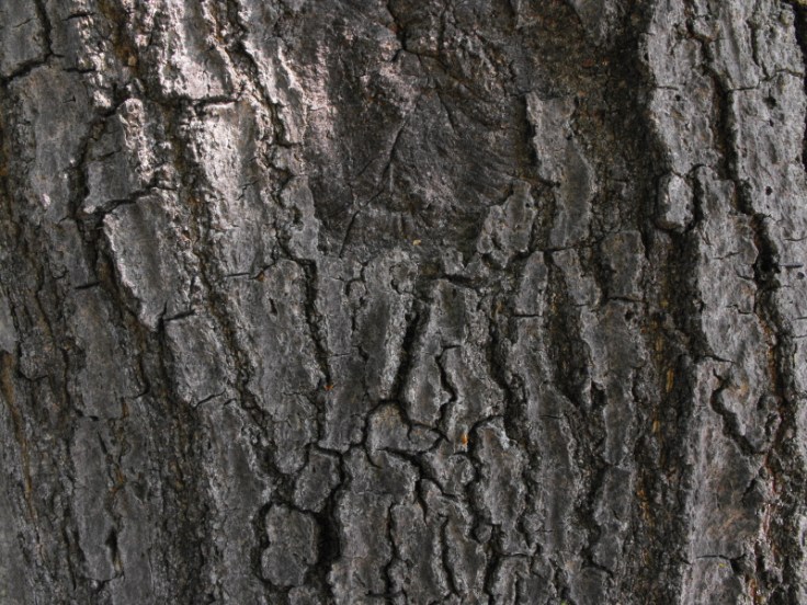 TextureProject